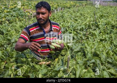 Gemüse wird die wichtigste Cash-Ernte für ländliche Landwirte in Bangladesch. Der kommerzielle Gemüseanbau ist profitabel und erfreut sich bei den Bauern immer größerer Beliebtheit. Stockfoto