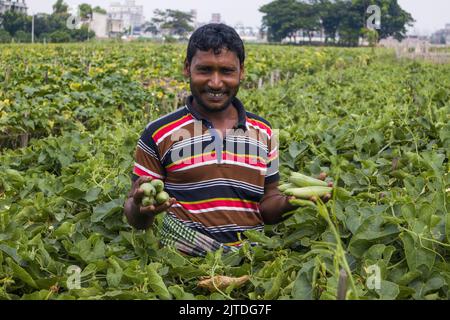 Gemüse wird die wichtigste Cash-Ernte für ländliche Landwirte in Bangladesch. Der kommerzielle Gemüseanbau ist profitabel und erfreut sich bei den Bauern immer größerer Beliebtheit. Stockfoto