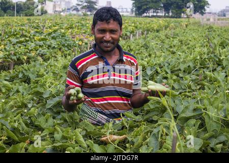 Gemüse wird die wichtigste Cash-Ernte für ländliche Landwirte in Bangladesch. Der kommerzielle Gemüseanbau ist profitabel und erfreut sich bei den Bauern immer größerer Beliebtheit. Stockfoto