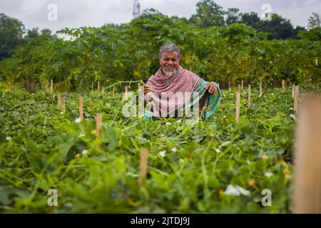 Gemüse wird die wichtigste Cash-Ernte für ländliche Landwirte in Bangladesch. Der kommerzielle Gemüseanbau ist profitabel und erfreut sich bei den Bauern immer größerer Beliebtheit. Stockfoto