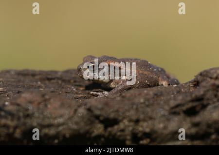 Eine niedliche kleine Kröte, Bufo Bufo, die am Rande des Teiches nach Nahrung jagt. Stockfoto