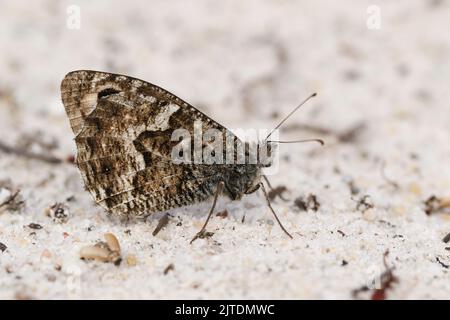 Ein Äschen Schmetterling, Hipparchia semele, ruht auf dem Boden in Heide. Stockfoto