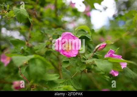 Wunderschöne frühlingsrosafarbene Blumen, umgeben von üppigem Grün Stockfoto