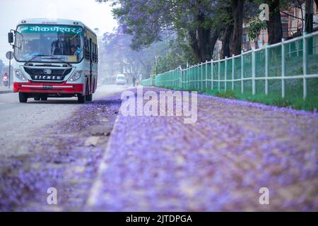 28.. April 2022. Kathmandu, Nepal. Wunderschöne Blüte eines Jacaranda-Baumes in der Straße des Kathmandu-Tals. Stockfoto