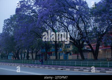 28.. April 2022. Kathmandu, Nepal. Wunderschöne Blüte eines Jacaranda-Baumes in der Straße des Kathmandu-Tals. Stockfoto