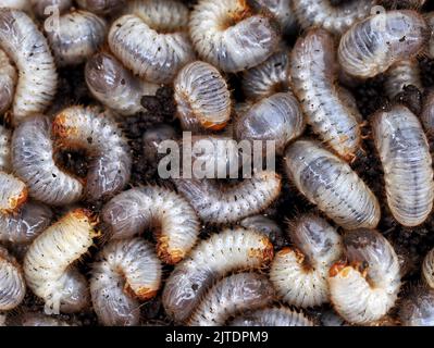 Nahaufnahme von weißen Würmern, Larven von Chafer, allgemein bekannt als May Beetle oder june Bug Stockfoto