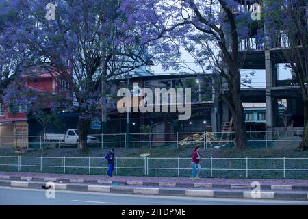 28.. April 2022. Kathmandu, Nepal. Wunderschöne Blüte eines Jacaranda-Baumes in der Straße des Kathmandu-Tals. Stockfoto