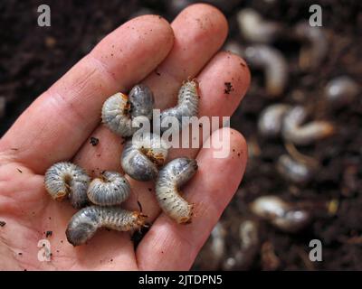 Weiße Würmer, Larven von Chafer, allgemein bekannt als May Beetle oder june Bug in der männlichen Hand Stockfoto