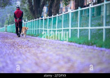 28.. April 2022. Kathmandu, Nepal. Wunderschöne Blüte eines Jacaranda-Baumes in der Straße des Kathmandu-Tals. Stockfoto