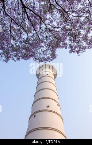 28.. April 2022. Kathmandu, Nepal. Wunderschöne Blüte eines Jacaranda-Baumes in der Straße des Kathmandu-Tals. Stockfoto