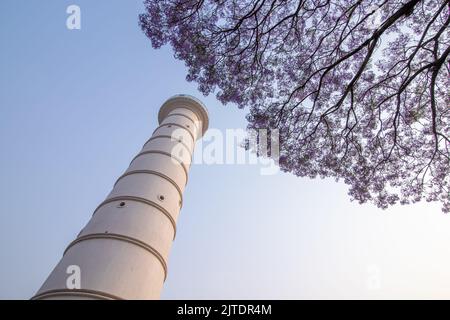 28.. April 2022. Kathmandu, Nepal. Wunderschöne Blüte eines Jacaranda-Baumes in der Straße des Kathmandu-Tals. Stockfoto