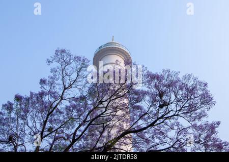 28.. April 2022. Kathmandu, Nepal. Wunderschöne Blüte eines Jacaranda-Baumes in der Straße des Kathmandu-Tals. Stockfoto