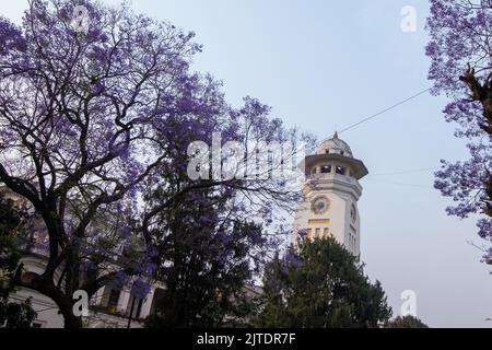 28.. April 2022. Kathmandu, Nepal. Wunderschöne Blüte eines Jacaranda-Baumes in der Straße des Kathmandu-Tals. Stockfoto