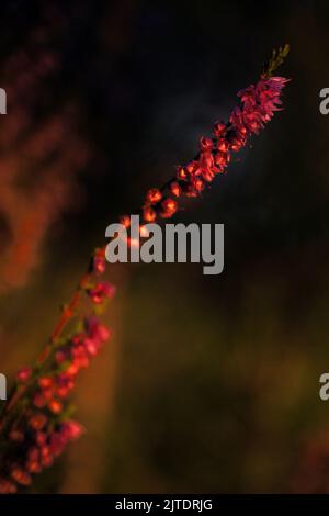 Blühende Heidekraut (Calluna vulgaris). Ritoniemenpää, Vehmersalmi, Kuopio, Finnland, 2021-09-02 06:30 +03. Stockfoto