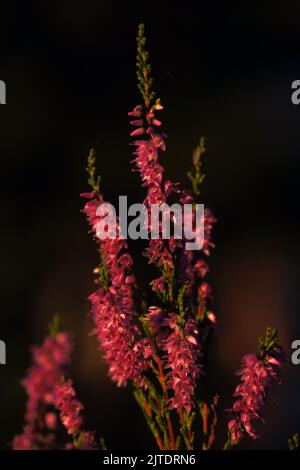 Blühende Heidekraut (Calluna vulgaris). Ritoniemenpää, Vehmersalmi, Kuopio, Finnland, 2022-08-08 05:39 +03. Stockfoto