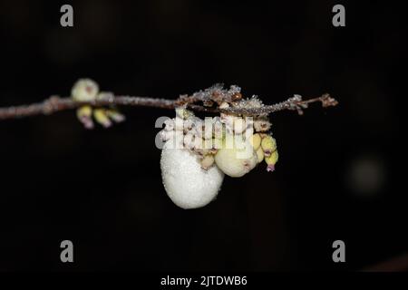 Nahaufnahme von gefrorenen weißen Beeren auf dem Ast mit kleinen Eiskristallen. Stockfoto