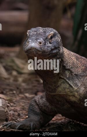 Komodo-Drache lebt im Chester Zoo, Chester UK Stockfoto