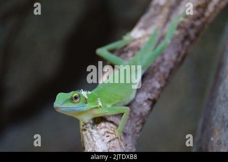Green Crested Lizard, Chester Zoo, Großbritannien Stockfoto