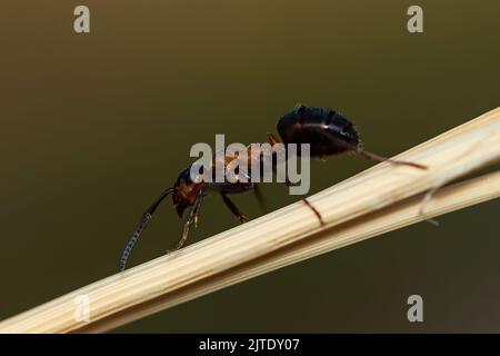 Nahaufnahme einer aktiven Ameise auf dem Ast. Stockfoto