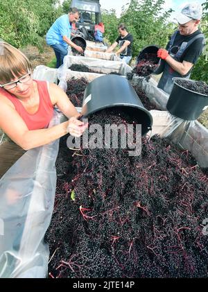 29. August 2022, Sachsen, Jesewitz OT Wöllmen: Auf einer Holunderplantage des Obsthof Wöllmen in Jesewitz gießen Angestellte Sylke Roßberg und Erntehelfer Martin große Holunderkegel aus einem Eimer in mit Folie ausgekleidete Obstkisten. Trotz des Wassermangels konnte in diesem Jahr aus rund 400 in Baumform gewachsenen Holundersträuchern qualitativ hochwertige Holunderkegel von überdurchschnittlicher Größe und gleichmäßiger Reife geerntet werden. Die Beeren, die reich an Vitamin C und Kalium sind und etwa sechs Millimeter groß sind, werden dann zu Saft, Wein und Gelee verarbeitet. Der Obsthof wurde mehr als 30 Jahre gegründet Stockfoto