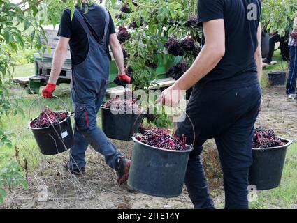 29. August 2022, Sachsen, Jesewitz OT Wöllmen: Auf einer Holunderplantage vom Wöllmener Obsthof in Jesewitz bringen Erntehelfer Eimer großer Holunderkegel in Obstkisten. Trotz des Wassermangels konnte in diesem Jahr aus rund 400 in Baumform gewachsenen Holundersträuchern qualitativ hochwertige Holunderkegel von überdurchschnittlicher Größe und gleichmäßiger Reife geerntet werden. Die Beeren, die reich an Vitamin C und Kalium sind und etwa sechs Millimeter groß sind, werden dann zu Saft, Wein und Gelee verarbeitet. Der Obsthof wurde vor mehr als 30 Jahren von Obstbauer Dieter Dottermusch AS gegründet Stockfoto