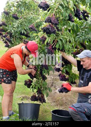 29. August 2022, Sachsen, Jesewitz OT Wöllmen: Auf einer Holunderplantage aus Obsthof Wöllmen in Jesewitz ernten die Erntehelfer Maria und Martin große Holunderkegel. Trotz des Wassermangels konnte in diesem Jahr aus rund 400 in Baumform gewachsenen Holundersträuchern qualitativ hochwertige Holunderkegel von überdurchschnittlicher Größe und gleichmäßiger Reife geerntet werden. Die Beeren, die reich an Vitamin C und Kalium sind und etwa sechs Millimeter groß sind, werden dann zu Saft, Wein und Gelee verarbeitet. Der Obsthof wurde vor mehr als 30 Jahren von Obstbauer Dieter Dottermusch als privater Frui gegründet Stockfoto