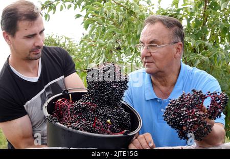 29. August 2022, Sachsen, Jesewitz OT Wöllmen: Auf einer Holunderplantage des Obsthof Wöllmen in Jesewitz kontrollieren der Geschäftsführer Dieter Dottermusch und sein Sohn, Obstbaumeister Jörg Dottermusch (r-l), geerntete Holunderkegel. Trotz des Wassermangels konnte in diesem Jahr aus rund 400 in Baumform gewachsenen Holundersträuchern qualitativ hochwertige Holunderkegel von überdurchschnittlicher Größe und gleichmäßiger Reife geerntet werden. Die Beeren, die reich an Vitamin C und Kalium sind und etwa sechs Millimeter groß sind, werden dann zu Saft, Wein und Gelee verarbeitet. Der Obsthof wurde mehr als gegründet Stockfoto