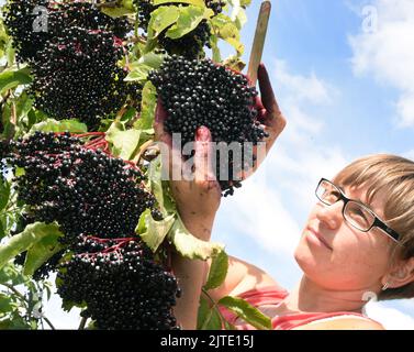 29. August 2022, Sachsen, Jesewitz OT Wöllmen: Auf einer Holunderplantage des Obsthof Wöllmen in Jesewitz erntet Mitarbeiterin Sylke Roßberg große Holunderzapfen. Trotz des Wassermangels konnte in diesem Jahr aus rund 400 in Baumform gewachsenen Holundersträuchern qualitativ hochwertige Holunderkegel von überdurchschnittlicher Größe und gleichmäßiger Reife geerntet werden. Die Beeren, die reich an Vitamin C und Kalium sind und etwa sechs Millimeter groß sind, werden dann zu Saft, Wein und Gelee verarbeitet. Der Obsthof wurde vor mehr als 30 Jahren vom Obstbauer Dieter Dottermusch als privater Obsthof gegründet. Sein Stockfoto