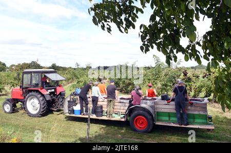 29. August 2022, Sachsen, Jesewitz OT Wöllmen: Auf einer Holunderplantage vom Obsthof Wöllmen in Jesewitz fahren Erntehelfer mit geernteten Holunderzapfen zum Obsthof. Trotz des Wassermangels konnte in diesem Jahr aus rund 400 in Baumform gewachsenen Holundersträuchern qualitativ hochwertige Holunderkegel von überdurchschnittlicher Größe und gleichmäßiger Reife geerntet werden. Die Beeren, die reich an Vitamin C und Kalium sind und etwa sechs Millimeter groß sind, werden dann zu Saft, Wein und Gelee verarbeitet. Der Obsthof wurde vor mehr als 30 Jahren von Obstbauer Dieter Dottermusch AS gegründet Stockfoto