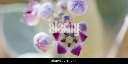 Calotropis procera-Pflanzpflanze, Gummibusch, sodom-Apfel, französische Baumwolle, Familie der Calotropis Stockfoto