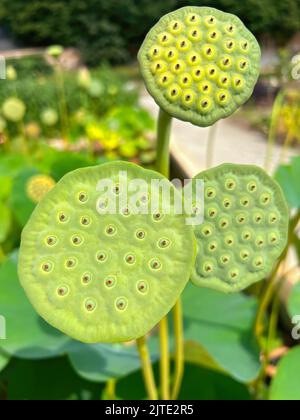 Detaillierte Nahaufnahme auf einer grünen Schachtel mit Samen des Heiligen Lotus, Nelumbo nucifera stehend aufrecht aus dem Wasser Stockfoto