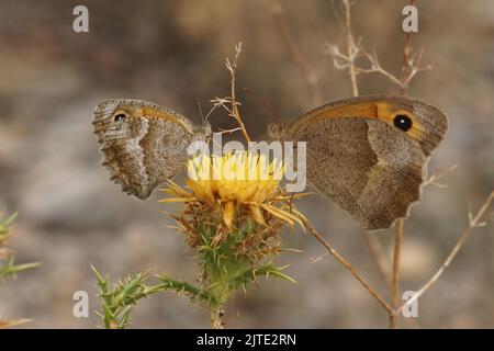 Nahaufnahme auf 2 Doppelgänger, südlicher Torhüter, Pyronia cecilia und Wiesenbraun, Maniola jurtina, sitzend auf einer gelben Distelblume, Carlina hispanica Stockfoto