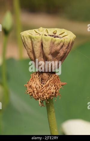 Detaillierte Nahaufnahme einer braunen Samenbox des Heiligen Lotus, Nelumbo nucifera stehend aufrecht aus dem Wasser Stockfoto