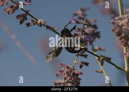 Ein farbenfroher Winkel nach oben, der sich in der Nähe einer großen Zimmermannsbiene, Xylocopa violacea auf violetten Perovksia jangii-Blüten, vor einem blauen, sonnigen Himmel zeigt Stockfoto