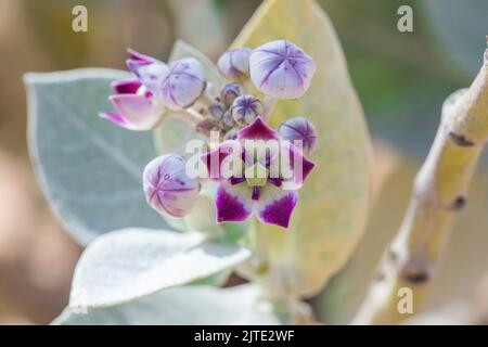 Calotropis procera-Pflanzpflanze, Gummibusch, sodom-Apfel, französische Baumwolle, Familie der Calotropis Stockfoto