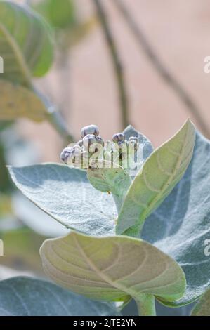 Calotropis procera-Pflanzpflanze, Gummibusch, sodom-Apfel, französische Baumwolle, Familie der Calotropis Stockfoto