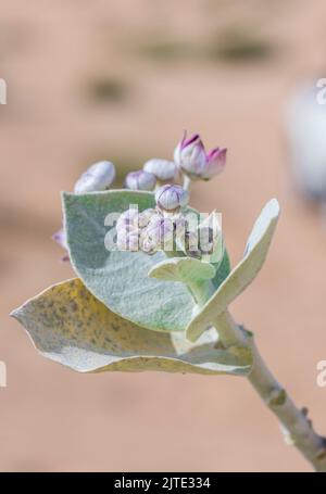 Calotropis procera-Pflanzpflanze, Gummibusch, sodom-Apfel, französische Baumwolle, Familie der Calotropis Stockfoto