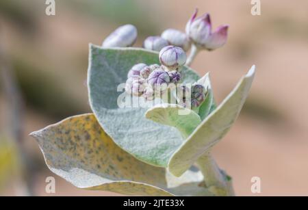 Calotropis procera-Pflanzpflanze, Gummibusch, sodom-Apfel, französische Baumwolle, Familie der Calotropis Stockfoto