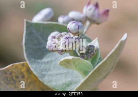 Calotropis procera-Pflanzpflanze, Gummibusch, sodom-Apfel, französische Baumwolle, Familie der Calotropis Stockfoto