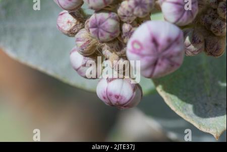 Calotropis procera-Pflanzpflanze, Gummibusch, sodom-Apfel, französische Baumwolle, Familie der Calotropis Stockfoto