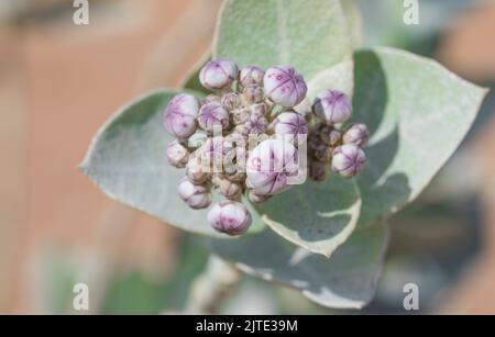 Calotropis procera-Pflanzpflanze, Gummibusch, sodom-Apfel, französische Baumwolle, Familie der Calotropis Stockfoto