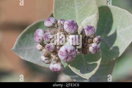 Calotropis procera-Pflanzpflanze, Gummibusch, sodom-Apfel, französische Baumwolle, Familie der Calotropis Stockfoto