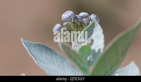 Calotropis procera-Pflanzpflanze, Gummibusch, sodom-Apfel, französische Baumwolle, Familie der Calotropis Stockfoto