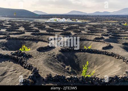Weinrebe auf schwarzem vulkanischem Boden in den Weinbergen von La Geria, Lanzarote, Kanarische Inseln, Spanien Stockfoto