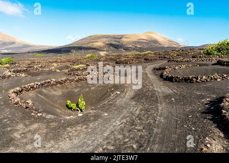 Weinrebe auf schwarzem vulkanischem Boden in den Weinbergen von La Geria, Lanzarote, Kanarische Inseln, Spanien Stockfoto