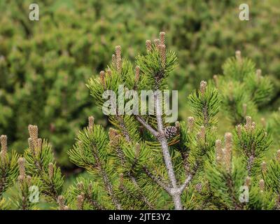 Junge Triebe der Zwergkiefer (lateinischer Name: Pinus mugo) in Beleg, Mokra Gora in Serbien Stockfoto