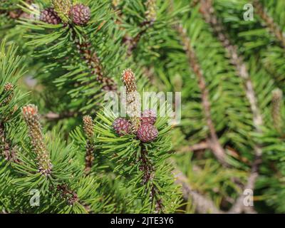 Weibliche Zapfen und junge Triebe der Zwergkiefer (lateinischer Name: Pinus mugo) in Beleg, Mokra Gora, Serbien Stockfoto