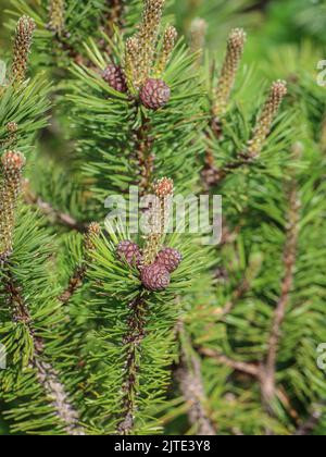 Weibliche Zapfen und junge Triebe der Zwergkiefer (lateinischer Name: Pinus mugo) in Beleg, Mokra Gora, Serbien Stockfoto