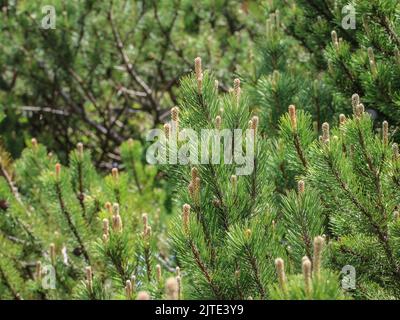 Junge Triebe der Zwergkiefer (lateinischer Name: Pinus mugo) in Beleg, Mokra Gora in Serbien Stockfoto