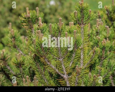 Junge Triebe der Zwergkiefer (lateinischer Name: Pinus mugo) in Beleg, Mokra Gora in Serbien Stockfoto